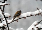 prime prove di Photographic hunting (si dice cos?)
La fotografia  stata fatta dalla finestra di casa mia; e ho letto alcune cose che si devono sapere, dal punto di vista etico, su questo genere di riprese. I difetti sono parecchi, ma consigli e critiche sempre ben accette! Per i consigli mi piacerebbe sapere come avere il soggetto ben illuminato.