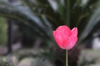 tulipano tulipano