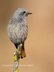 Codirosso spazzacamino  (Phoenicurus ochruros) - femmina