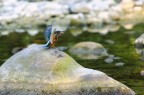 Kingfisher Kingfisher