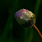 *** Alba *** *** Alba ***