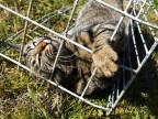 Cat in the Cage