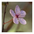 Fiore di prunus Fiore di prunus