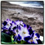 fiori e mare fiori e mare