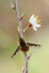 Bombylius major (Linnaeus, 1758) Bombylius major (Linnaeus, 1758)