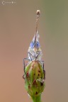 Pontia edusa (Fabricius, 1777) Pontia edusa (Fabricius, 1777)