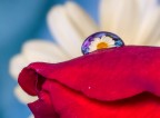Hemisphere on the rose
