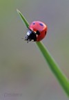 Coccinella Coccinella