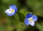 EOS 7D con Tamron 90 mm macro - ISO 250, f/5.6, 1/1250; 6/04/2013 ore 11:39