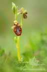 ...Ophrys speculum... ...Ophrys speculum...