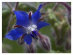 Fiore di borragine