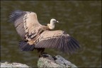 Ciao a tutti. Scatto effettuato nel Parco nazionale del Monfrague.
Canon D MK IV + Canon 500 mm + ext. 1,4 
iso 800 tv 500 av 13.0