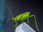 Tettigonia Virdissima Baby