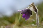 Pulsatilla montana Pulsatilla montana