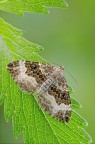 Falena Falena