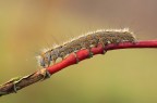 Malacosoma neustria Malacosoma neustria
