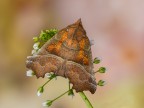 falena falena