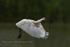 Spatola bianca (Platalea leucorodia), c&c sono graditi, ciao Elio 
Canon 1D Mk IV - Canon 600mm + 1,4 - iso 320 - 1/3200 - -2EV - tripoide
[url=http://img42.imageshack.us/img42/6909/spatolabiancaplataleale.jpg]Clicca qui per la versione ad alta risoluzione![/url]