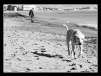 Dog beach Dog beach