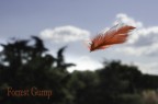 Forrest Gump Forrest Gump