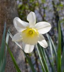 Giunchiglia Giunchiglia