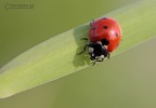 Coccinella Coccinella