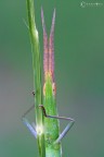 Acrida ungarica (Herbst, 1786) Acrida ungarica (Herbst, 1786)