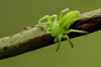 Micrommata Virescens Micrommata Virescens