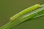 Bruchino Mimetizzato R.R.1.1