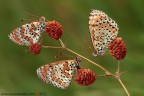 Melitaea didyma (Esper, 1779) (Lepidoptera - Nymphalidae)

www.rossidaniele.com

Canon EOS 7D + Sigma 180mm f/3.5 EX DG HSM Macro
f20 - 0.6s - ISO 100
07.07.2012 ore 6.25
Suggerimenti e critiche sempre ben accetti
[url=http://www.rossidaniele.com/HR/_MG_3038copia-mdc-1500.jpg]Versione HR[/url]