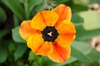 Fiore Fiore