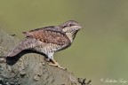 Torcicollo (Jynx torquilla) Torcicollo (Jynx torquilla)
