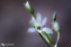 inizio di primavera inizio di primavera