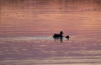 Massaciuccoli, 43 50' 11'' N 10 21' 23'' E (GPS), ore 18:35:17 del 21/3/2013; EOS 7D, EF 100-400 @ 400 mm, f/6.3, ISO 1000, 1/640