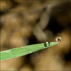 Dopo la pioggia Dopo la pioggia