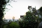 Doublecat Doublecat