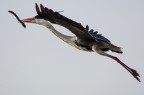 Airone