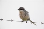 Canon 1 D MK IV + Canon 500 mm + 1.4 x
iso 1000 tv 1/640 av 5.6 comp. + 2 stop - meteo pi che nuvoloso !!
Parco del monfrague