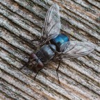 THE FLY THE FLY