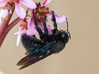 xylocopa violacea xylocopa violacea