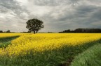 yellow! yellow!