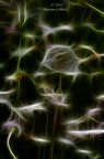 Fractalius