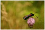 Zygaena erythrus Zygaena erythrus