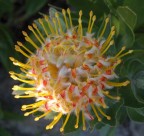 IL FIORE IL FIORE