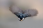 Volo
