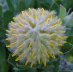 IL FIORE 1 IL FIORE 1