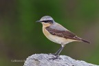 Culbianco (Oenanthe oenanthe) - in attesa del Martino, mi ha concesso un unico scatto, c & c sono graditi, ciao Elio.
Canon 1D Mk IV - Canon 400mm - Iso 500 - f/8 - 1/1250s -0EV
[url=http://img189.imageshack.us/img189/2059/culbiancooenantheoenant.jpg]Clicca qui per la versione ad alta risoluzione![/url]