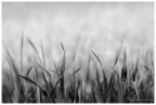 fili d'erba in BW fili d'erba in BW