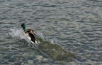 Scappare via Scappare via