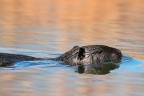 Nutria # 1